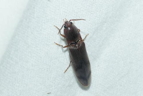 Réf. 234 353 : Stenagostus rhombeus